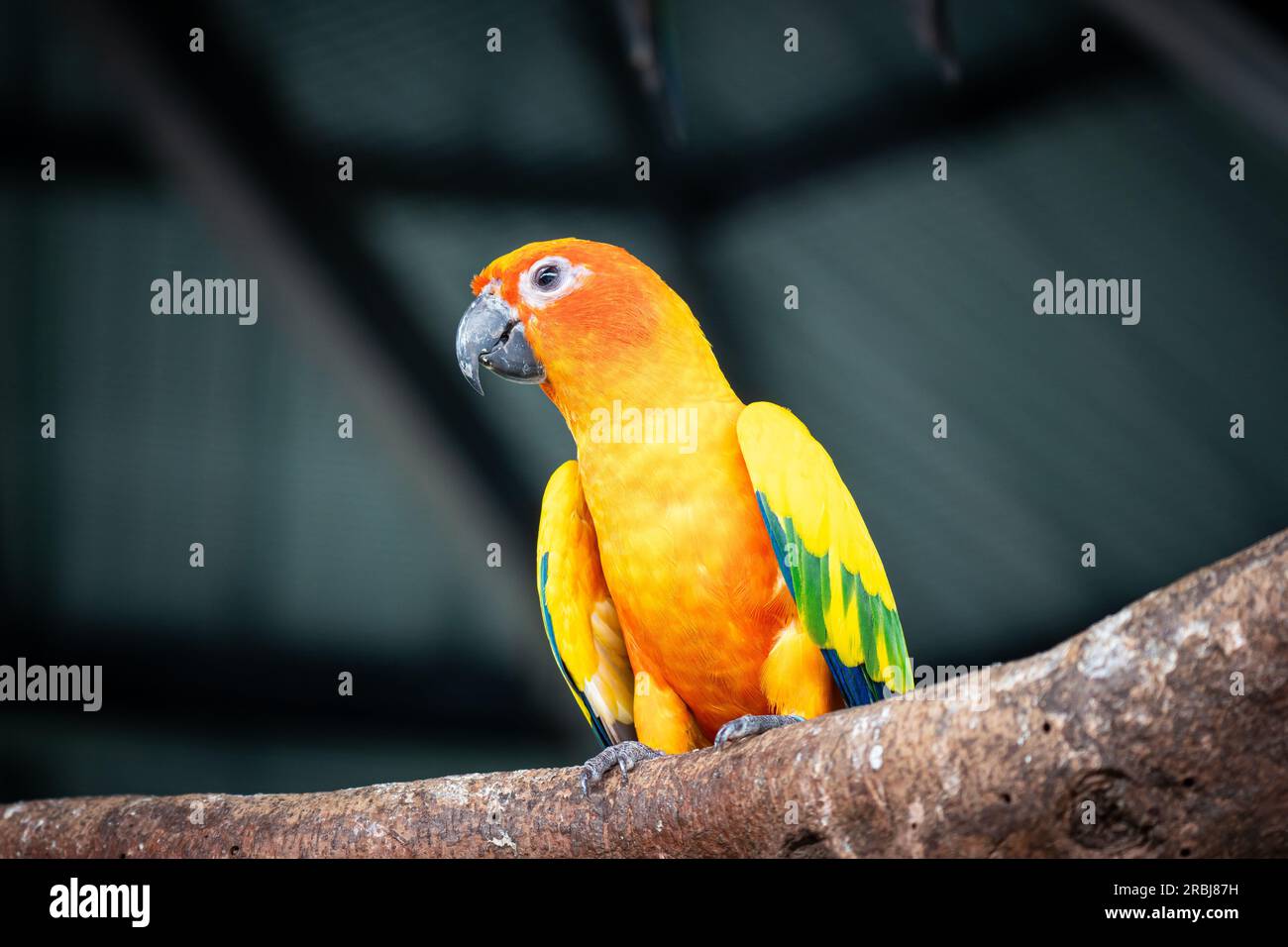 Photo libre de droit de Ara De Perroquet De Soleil Conure Sur Un Nid Dans  Le Zoo De Contact banque d'images et plus d'images libres de droit de  Animaux de compagnie 