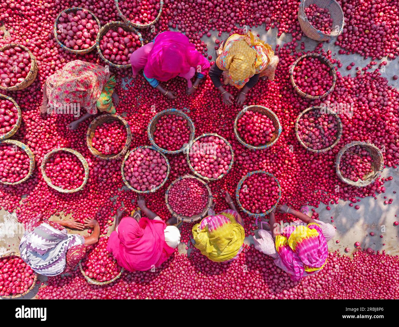 Bogra, Rajshahi, Bangladesh. 10 juillet 2023, Bogra, Rajshahi, Bangladesh : des milliers de pommes de terre rouge vif sont lavées, triées et cueillies prêtes à être vendues dans tout le Bangladesh. Les travailleurs arrosent des tonnes de légumes avant de les emballer dans des paniers sur un marché de légumes à Bogra, au Bangladesh. Les Red la Soda spuds sont ensuite transportés à Dhaka, la capitale du pays, pour être distribués dans tout le pays. Les pickers, qui gagnent seulement Â £ 2. Crédit : ZUMA Press, Inc. Crédit : ZUMA Press, Inc./Alamy Live News Banque D'Images