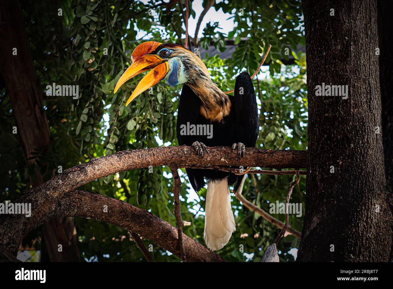 Sulawesi Kalao. Hornbill coloré originaire d'Indonésie, Hornbill noué, Aceros cassidix. Comme perroquet oiseau énorme coloré, oeil rouge, jungle vert foncé Banque D'Images