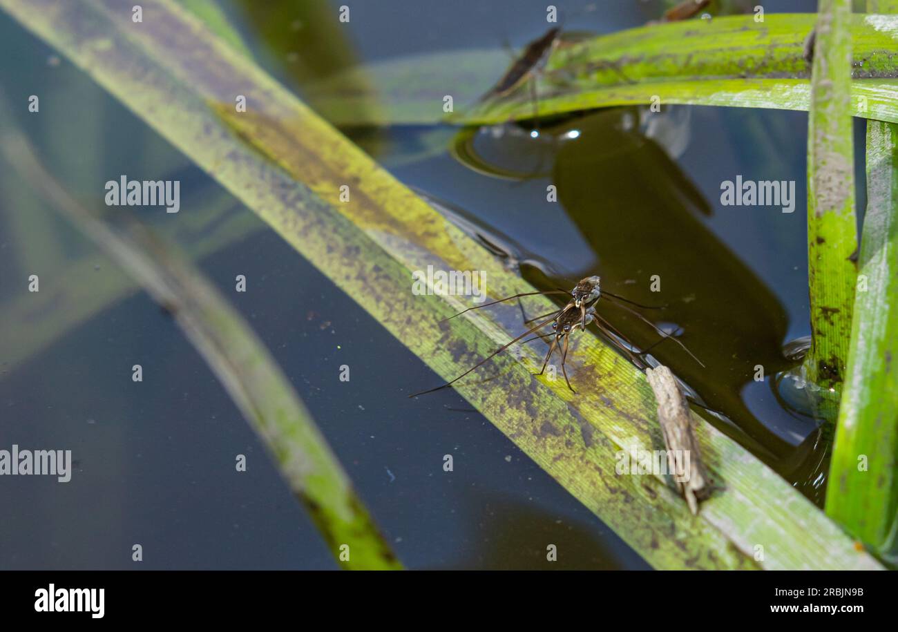 L'insecte Gerris lacustris, connu sous le nom de patineur commun d'étang ou strider commun d'eau est une espèce de strider d'eau, trouvé en Europe ont la capacité de se déplacer rapidement Banque D'Images