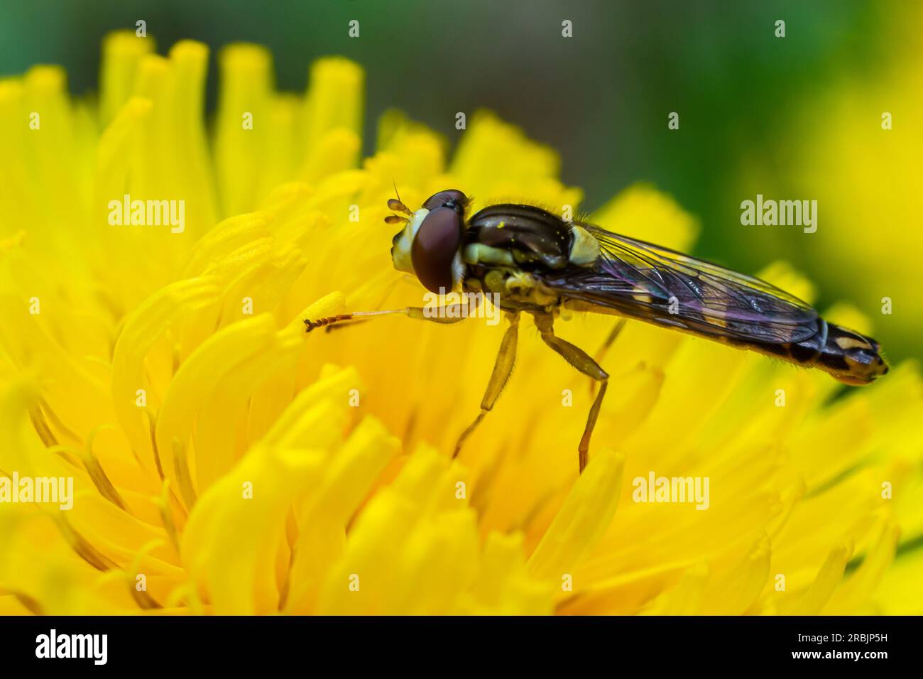 Macro d'un long aéroglisseur Sphaerophoria scripta de la famille des Syrphidae sur une fleur jaune. Banque D'Images