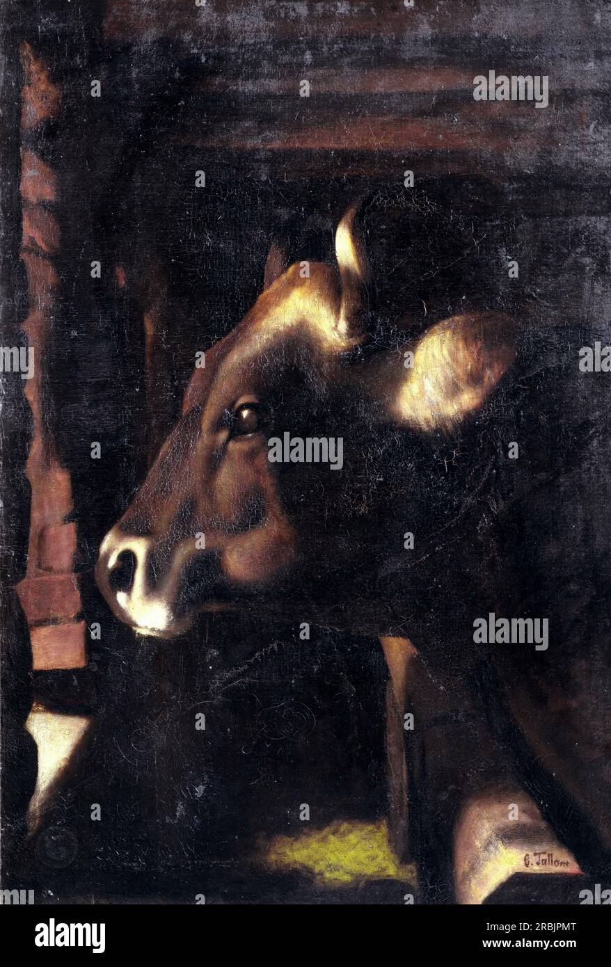 Cesare Tallone – tête de bœuf 1900 Banque D'Images