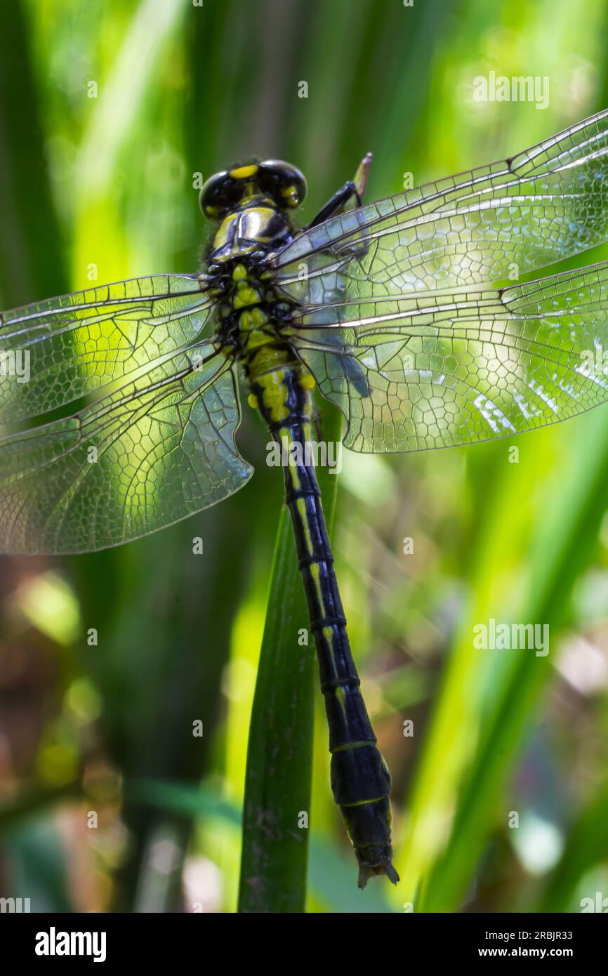 Dragonfly, Gompha vulgaris Gomphus vulgatissimus sur la plante par le soleil matinal du lac en été. Banque D'Images