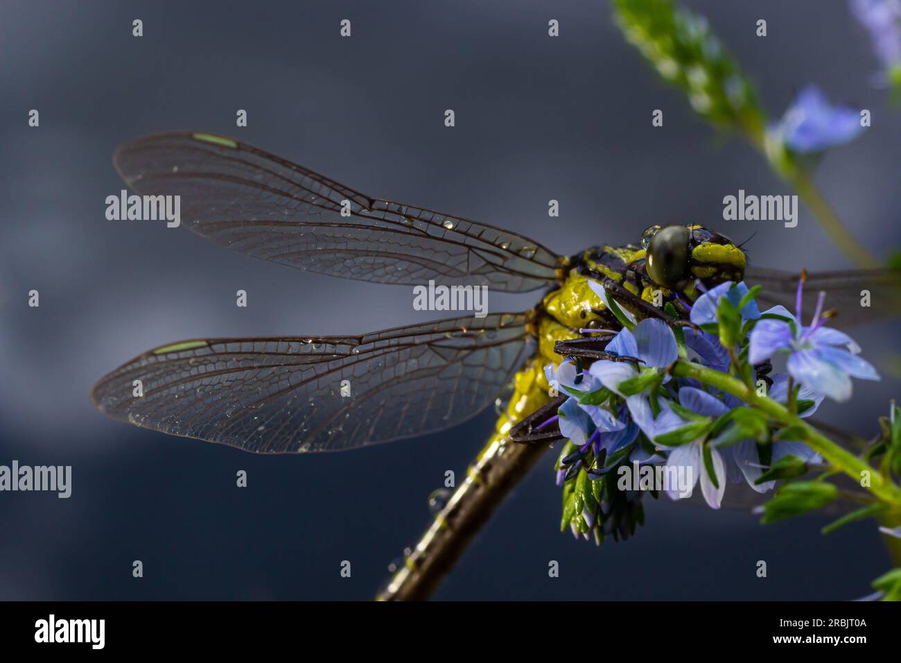 Dragonfly, Gompha vulgaris Gomphus vulgatissimus sur la plante par le soleil matinal du lac en été. Banque D'Images