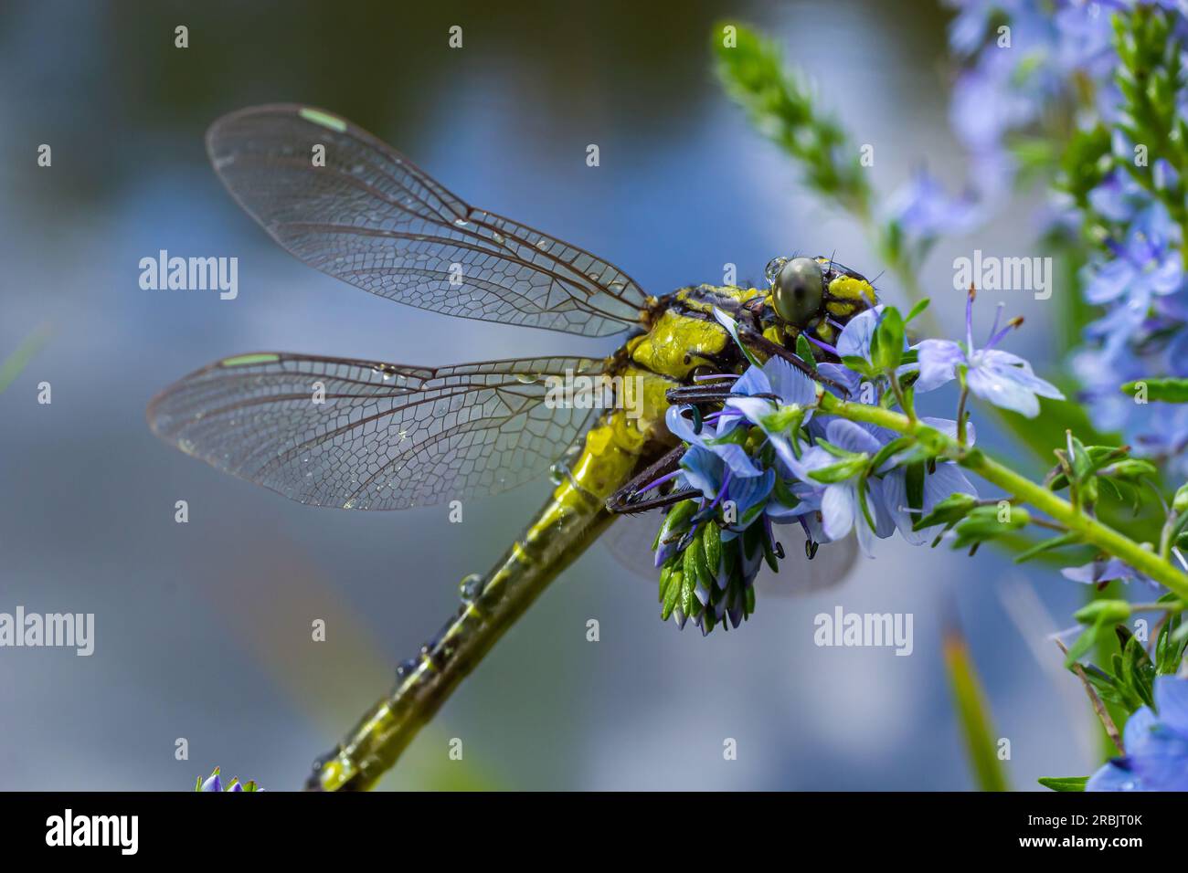Dragonfly Gomphus vulgatissimus en face de fond vert macro tourné avec rosée. sur les ailes. Fleurs bleues le matin d'une journée ensoleillée d'été. Banque D'Images