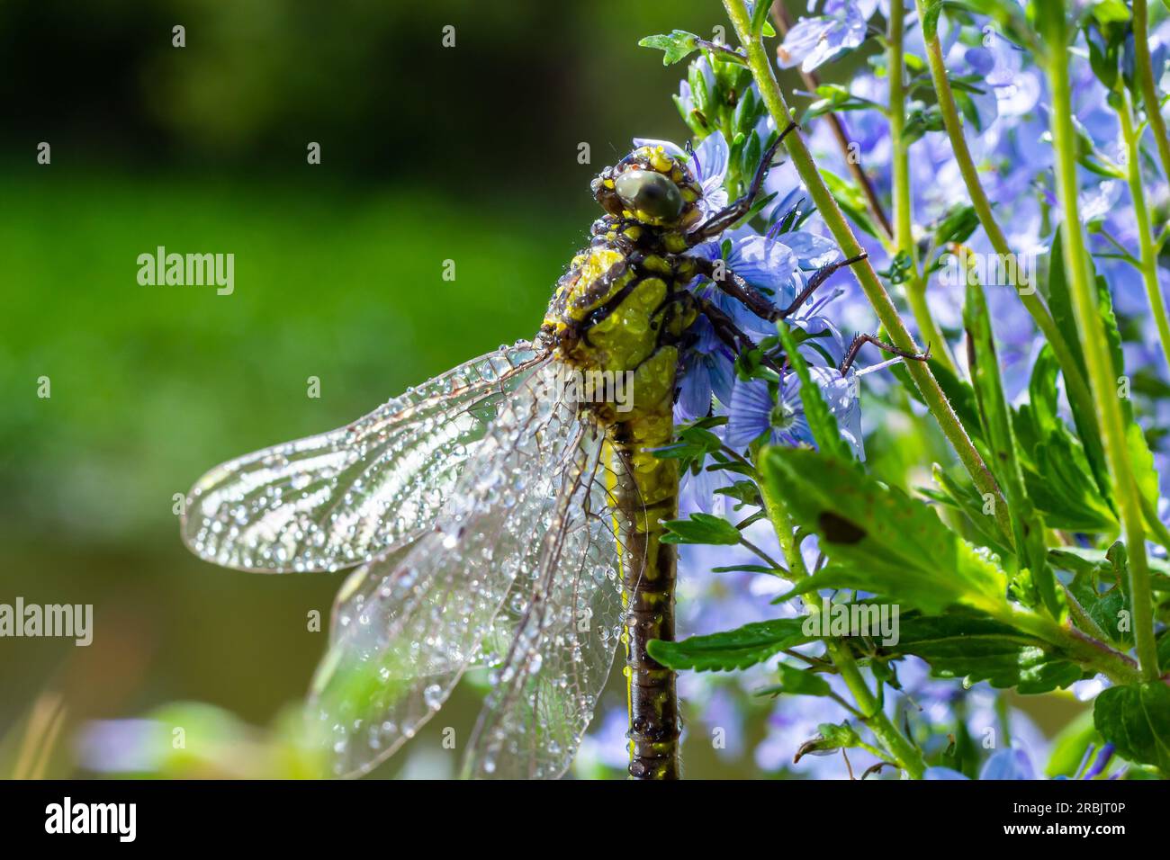 Dragonfly Gomphus vulgatissimus en face de fond vert macro tourné avec rosée. sur les ailes. Fleurs bleues le matin d'une journée ensoleillée d'été. Banque D'Images