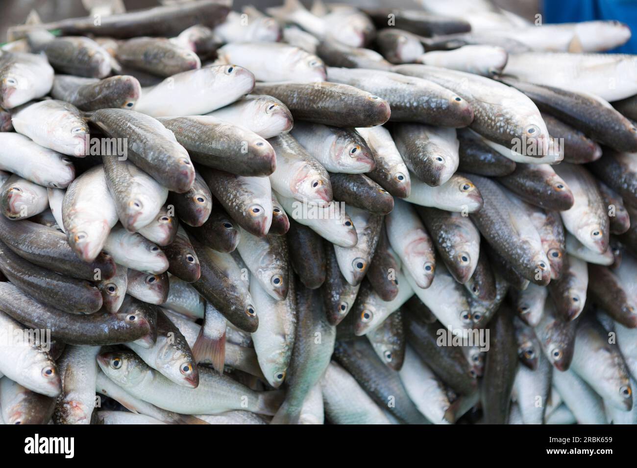 Émirats arabes Unis, Dubaï, poisson argenté à vendre au marché aux poissons de Shindagha. Banque D'Images