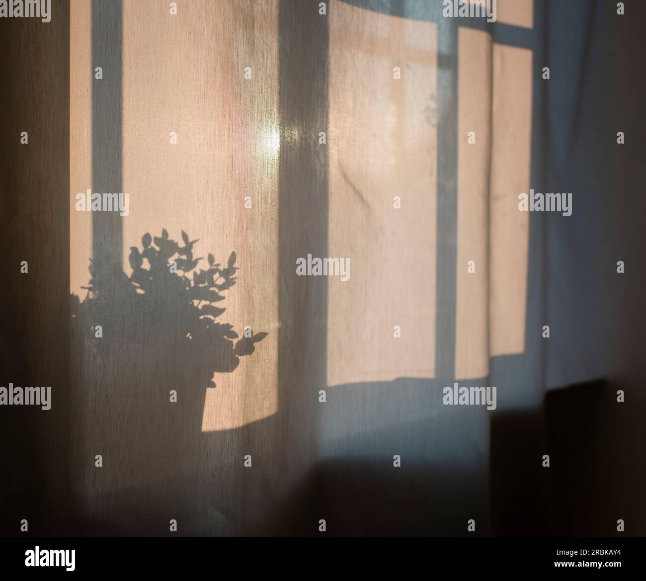 L'ombre d'Une plante derrière un rideau au coucher du soleil Banque D'Images