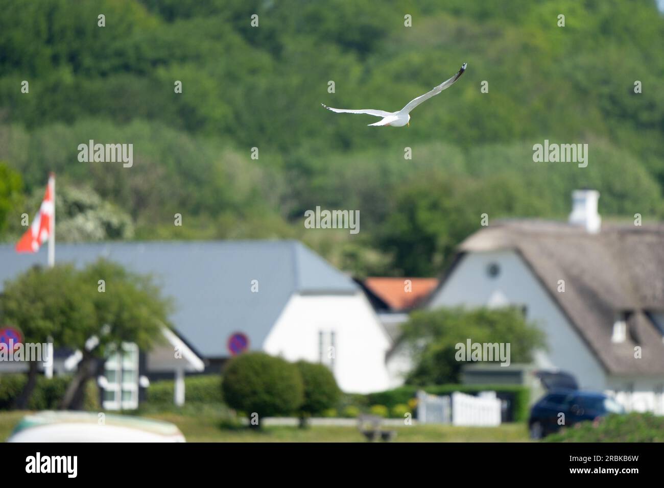Mouette en vol au-dessus des maisons d'un petit village danois sur la côte de la mer Baltique avec un drapeau danois visible sur un poteau en arrière-plan Banque D'Images