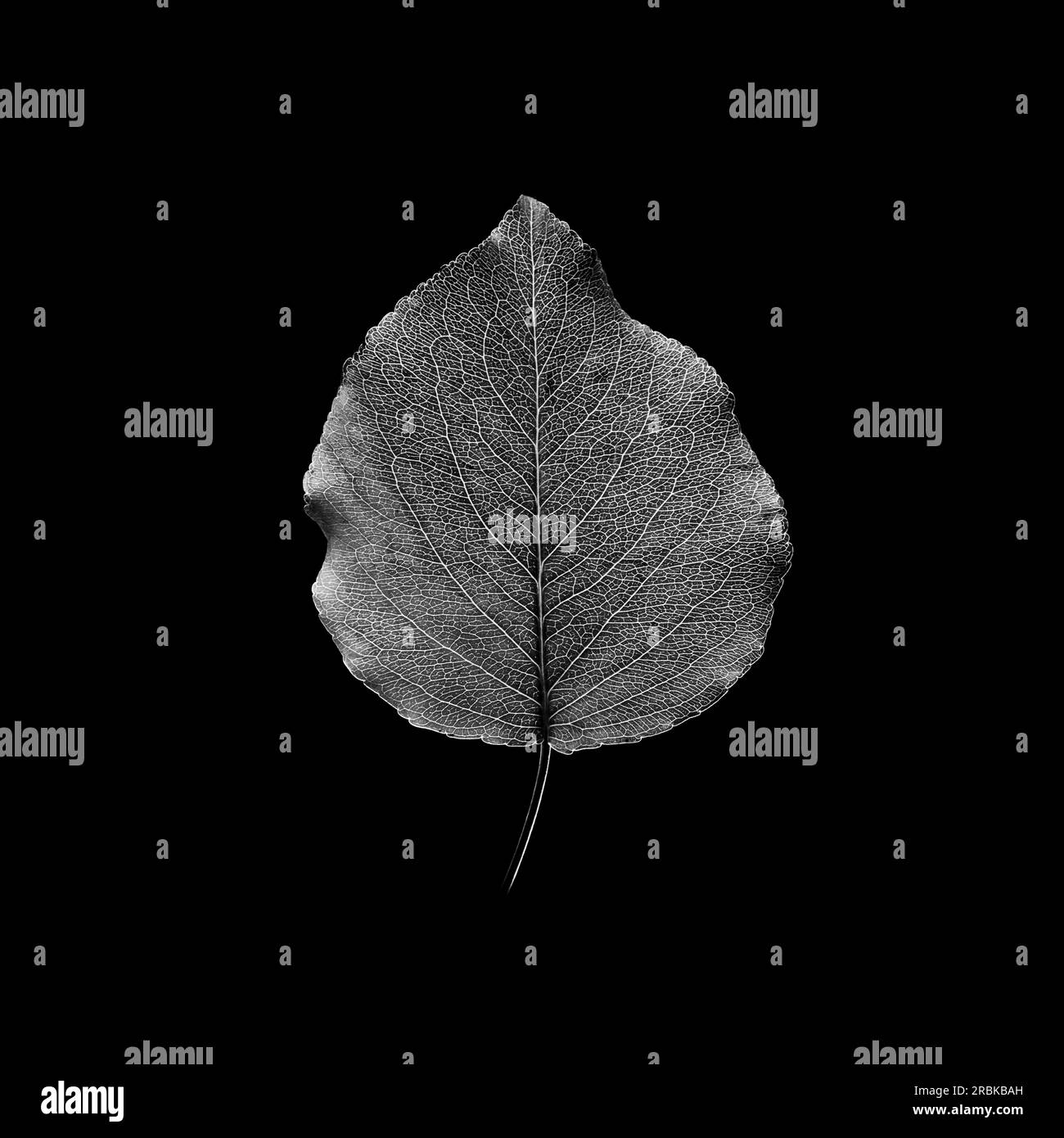 Feuille fraîche isolée sur fond noir. Photographie en noir et blanc Banque D'Images