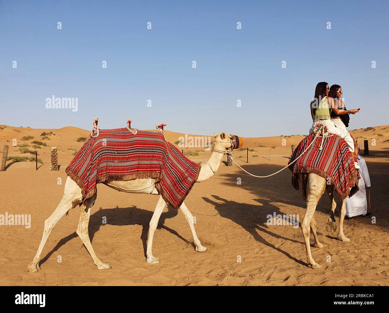 Balade à dos de chameau dans le désert, Ra’s al-Chaima, Émirats arabes Unis eau Banque D'Images
