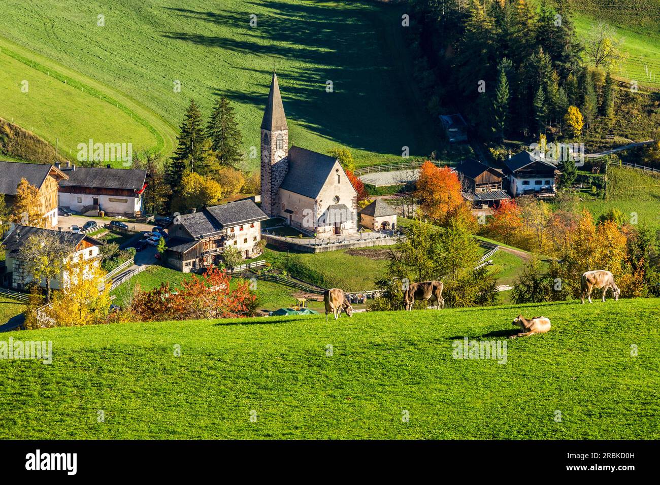 Vaches sur les prairies au-dessus de l'église Santa Maddalena, Funes, Tyrol du Sud Banque D'Images