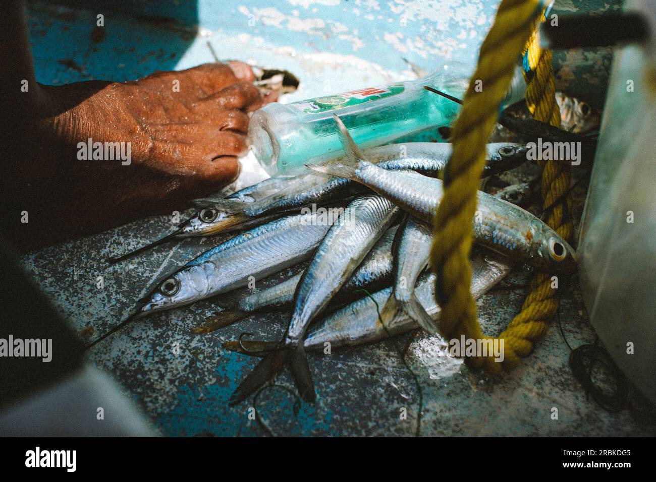 Les poissons morts utilisés comme appât se trouvent à côté du pied d'un pêcheur Banque D'Images