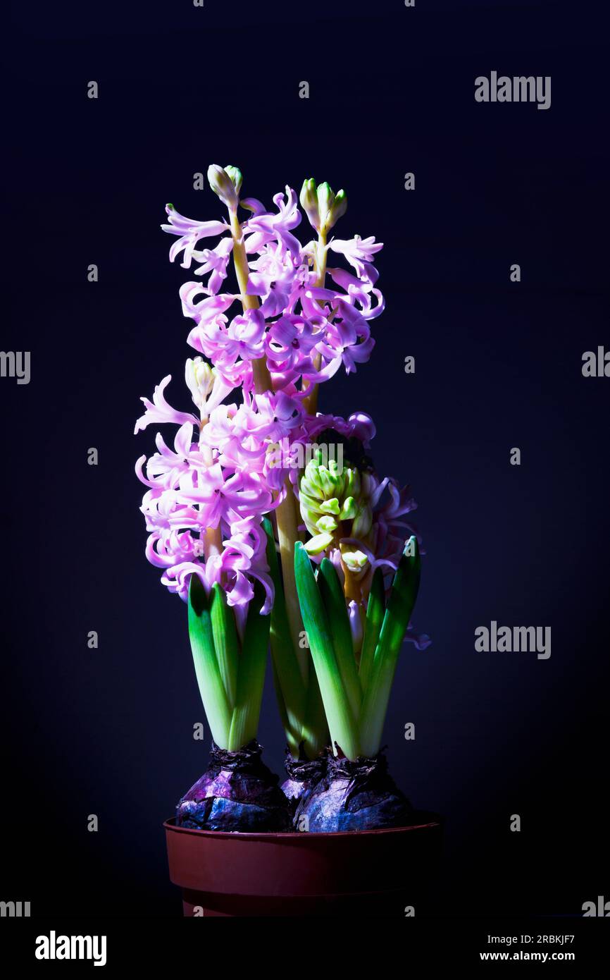 Trois jacinthes roses en pot contre du noir Banque D'Images