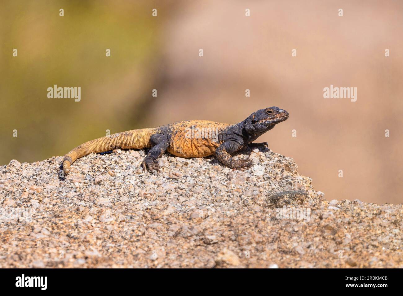 Chuckwalla commun (Sauromalus ater), grand mâle sur un rocher, vue de côté, États-Unis, Arizona, Pinnacle Peak, Scottsdale Banque D'Images