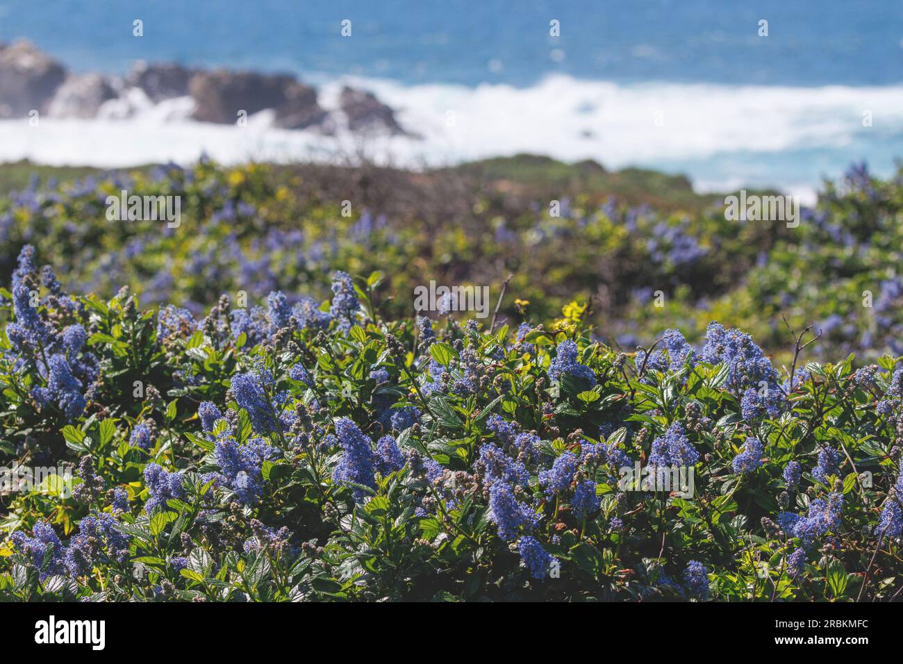 Lilas californien, Blueblossom, Blue Blossom ceanothus (Ceanothus thyrsiflorus), floraison sur la côte, USA, Californie, Carrapata Beach, Monterey Banque D'Images