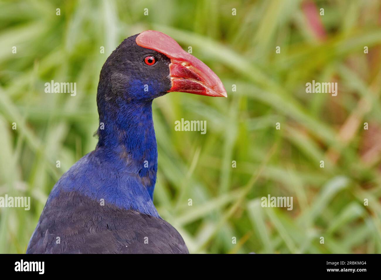 Swamphen australasien, Swamphen pourpre (Porphyrio melanotus, Porphyrio porphyrio melanotus), portrait, Australie, Queensland, Townsville Town Common C Banque D'Images