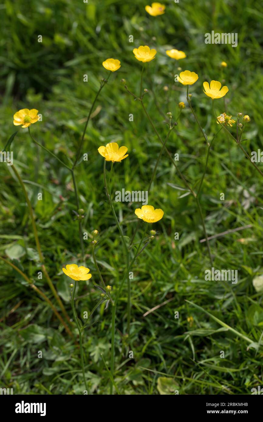 Grand buttercup, pied-de-biche de prairie debout (Ranunculus acris, Ranunculus acer), floraison, Allemagne Banque D'Images