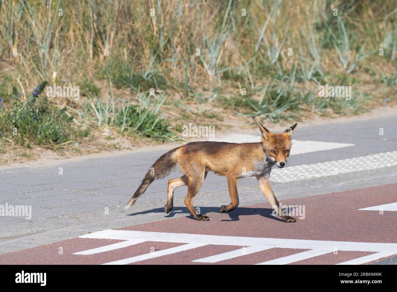 Renard roux (Vulpes vulpes), traversant une route très fréquentée en plein jour, pays-Bas Banque D'Images