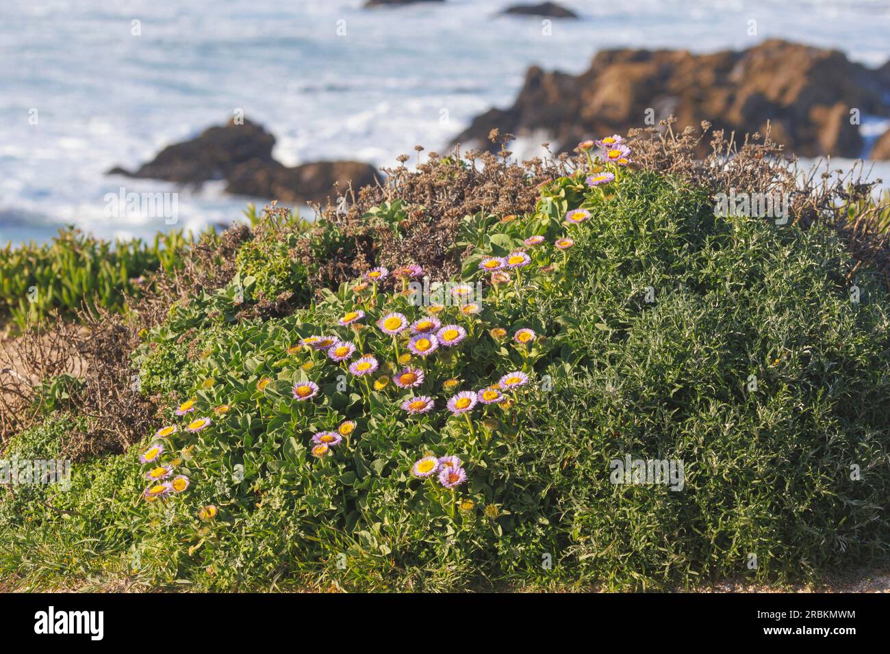 Bord de mer Fleabane, aster de plage, Marguerite de bord de mer (Erigeron glaucus), bluehend à la côte, USA, Californie, Pebble Beach, Monterey Banque D'Images