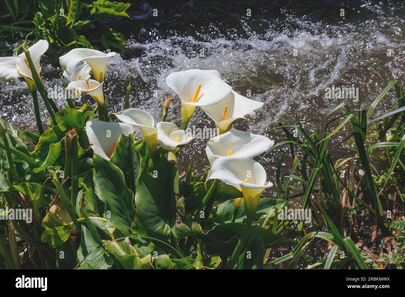 Lys de calla commun, Jack dans la chaire, calla du fleuriste, lys égyptien, lys d'Arum (Zantedeschia aethiopica, Calla aethiopica), bluehend à creek Banque D'Images