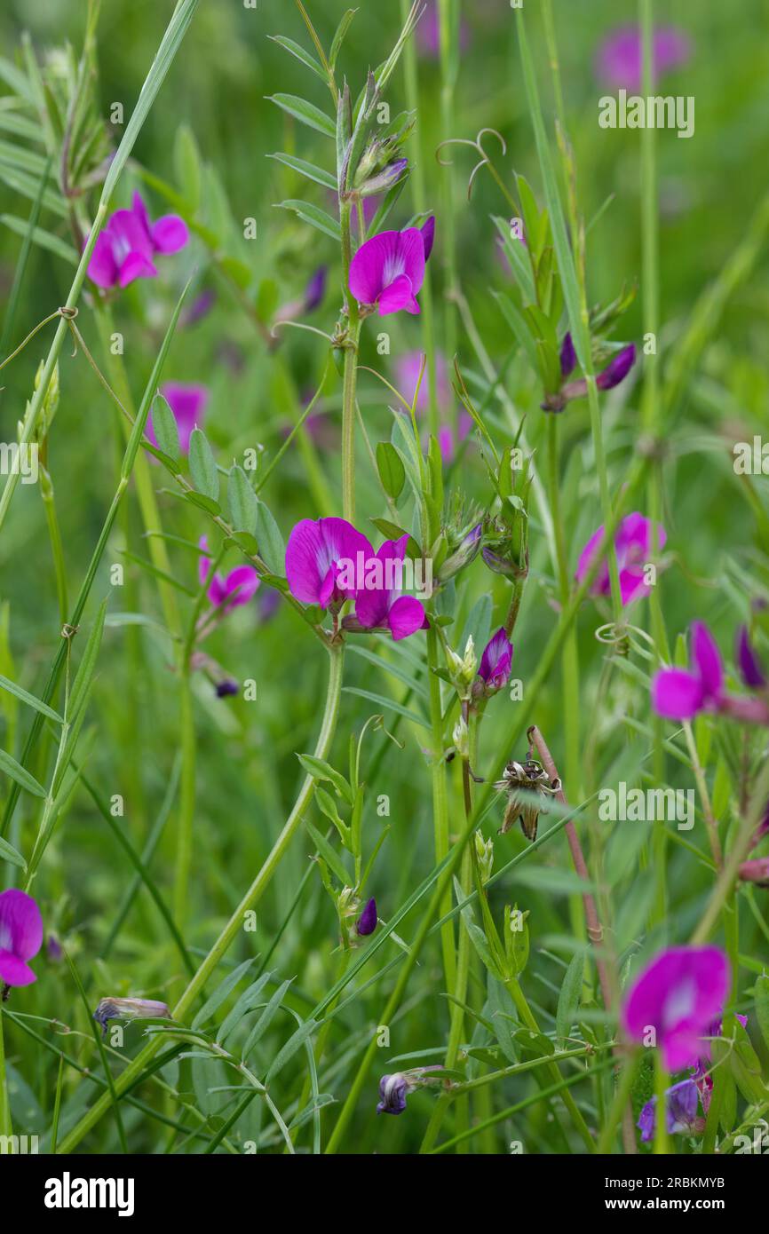 La vetch commune (Vicia angustifolia ssp. Segetalis, Vicia segetalis, Vicia sativa subsp. Segetalis), floraison, Allemagne Banque D'Images