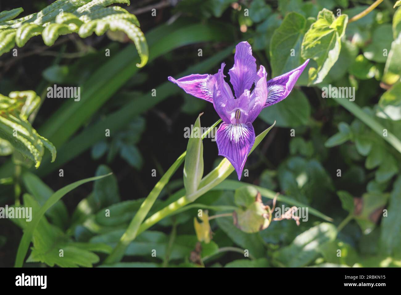 Douglas iris (Iris douglasiana), floraison, États-Unis, Californie Banque D'Images