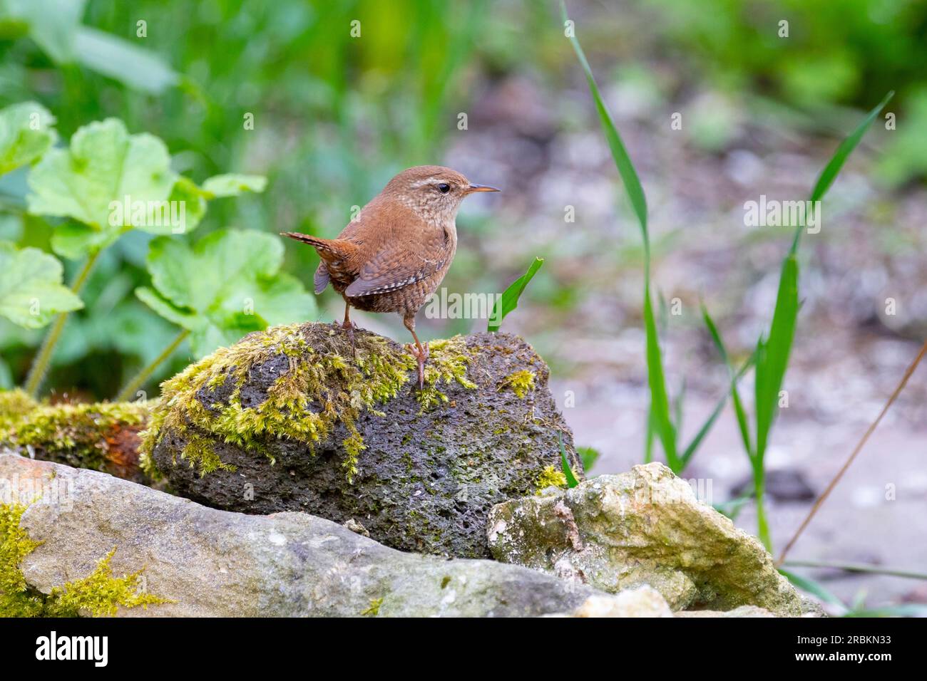 Wren d'hiver (Troglodytes troglodytes), assis sur le sol, pays-Bas Banque D'Images