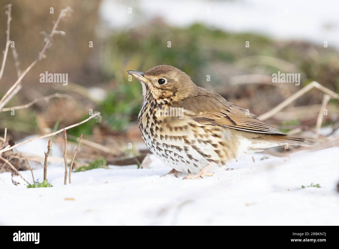 Muguet chanté (Turdus philomelos), assis dans la neige, pays-Bas Banque D'Images