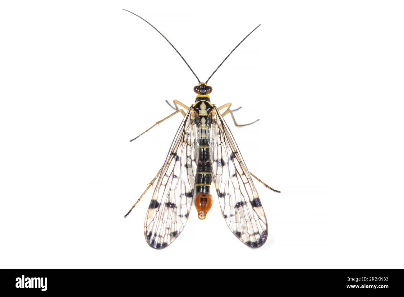 Scorpionfly allemande (Panorpa germanica), masculin, vue de dessus, découpé, pays-Bas Banque D'Images