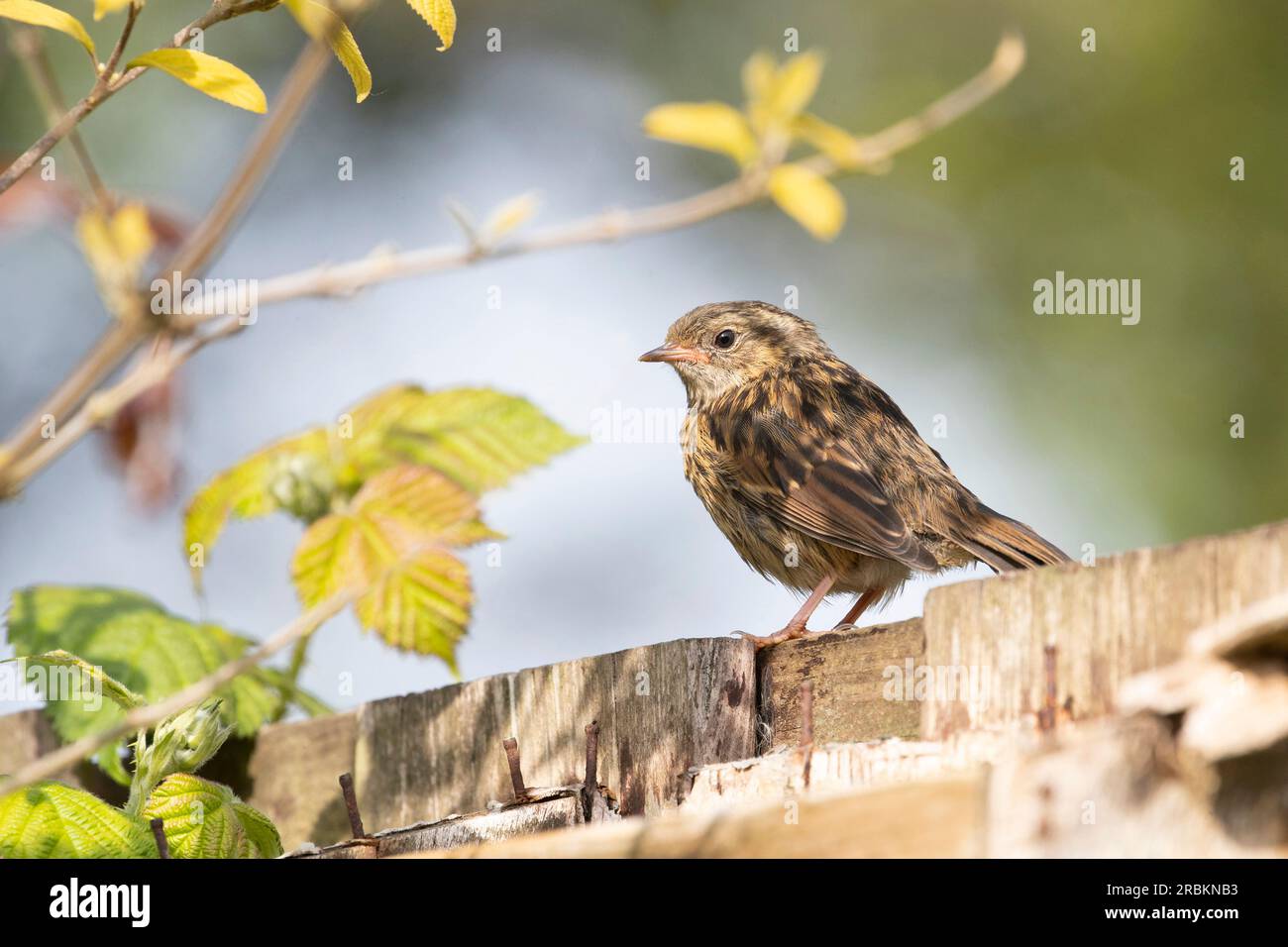 Dunnock (Prunella modularis), juvénile perché sur une fosse dans le jardin, pays-Bas Banque D'Images