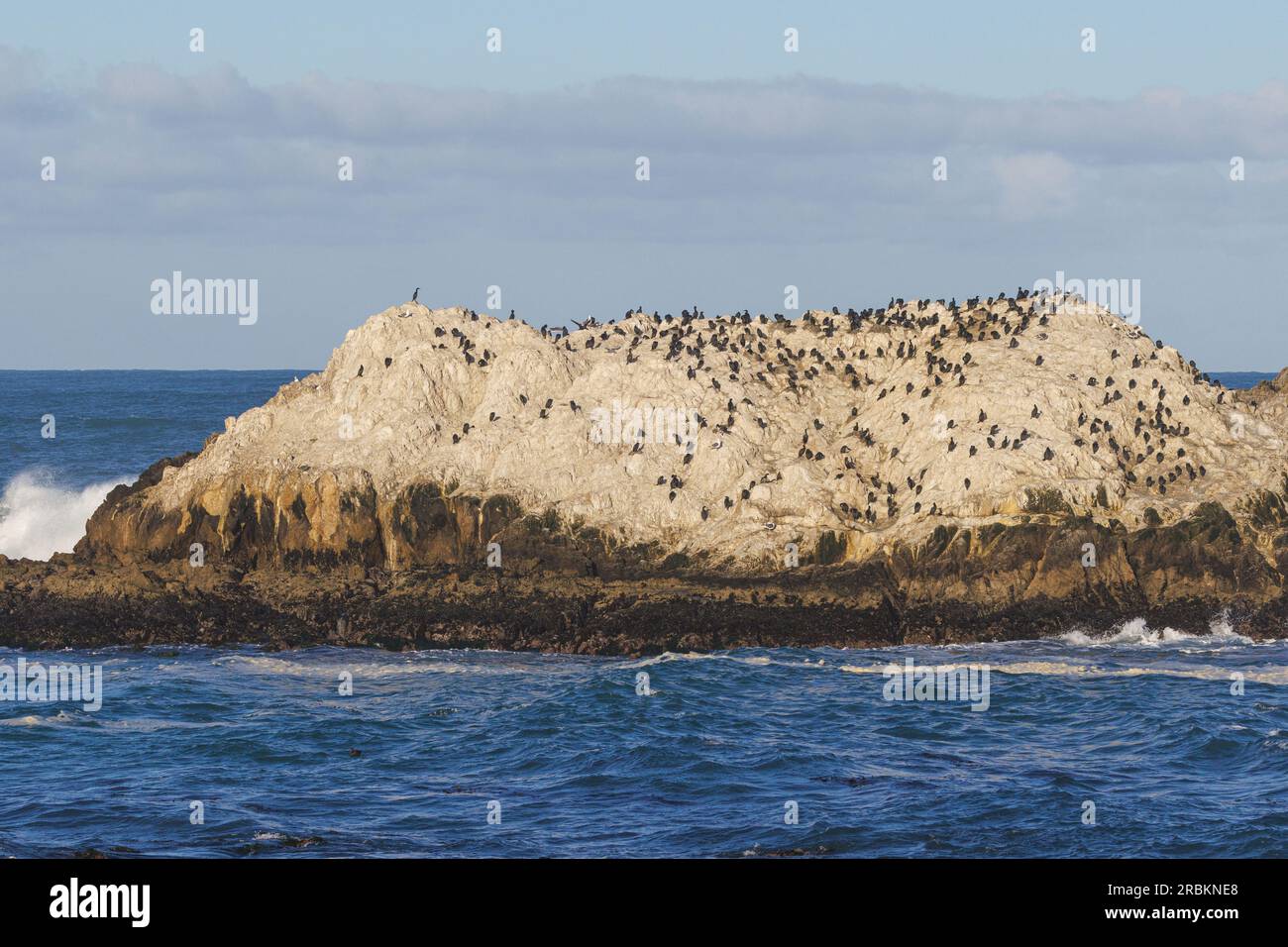 Cormoran de brandt (Phalacrocorax penicillatus, Urile penicillatus), colonie de reproduction sur un rocher au large de la côte, USA, Californie, Pebble Beach, Monterey Banque D'Images