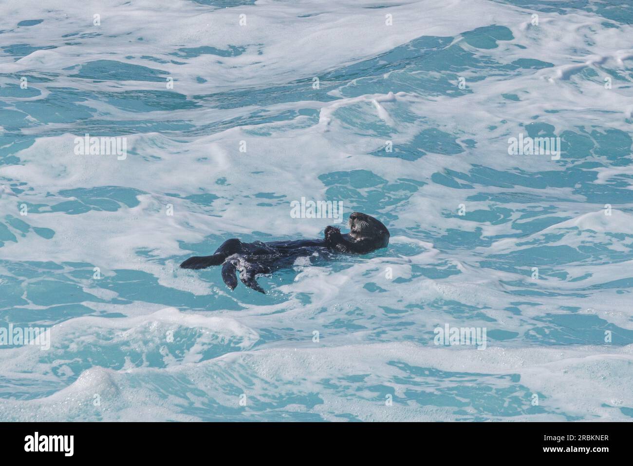Loutre de mer (Enhydra lutris), se nourrissant, flottant sur le dos dans des embruns violents, USA, Californie, Pazific Coast Highway Banque D'Images