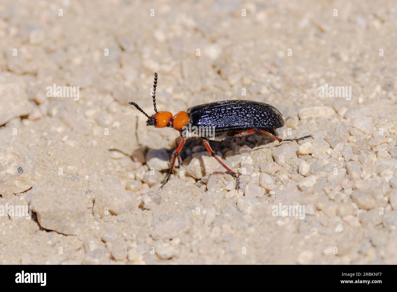 Desert blister Beetle, master blister Beetle (Lytta magister), mâle, vue de côté, États-Unis, Arizona, Pinnacle Peak, Scottsdale Banque D'Images
