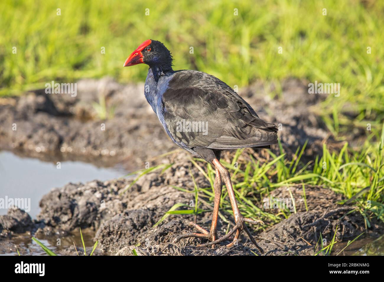 Swamphen australasien, Swamphen pourpre (Porphyrio melanotus, Porphyrio porphyrio melanotus), marchant au bord de l'eau, vue latérale, Australie, Nord Banque D'Images