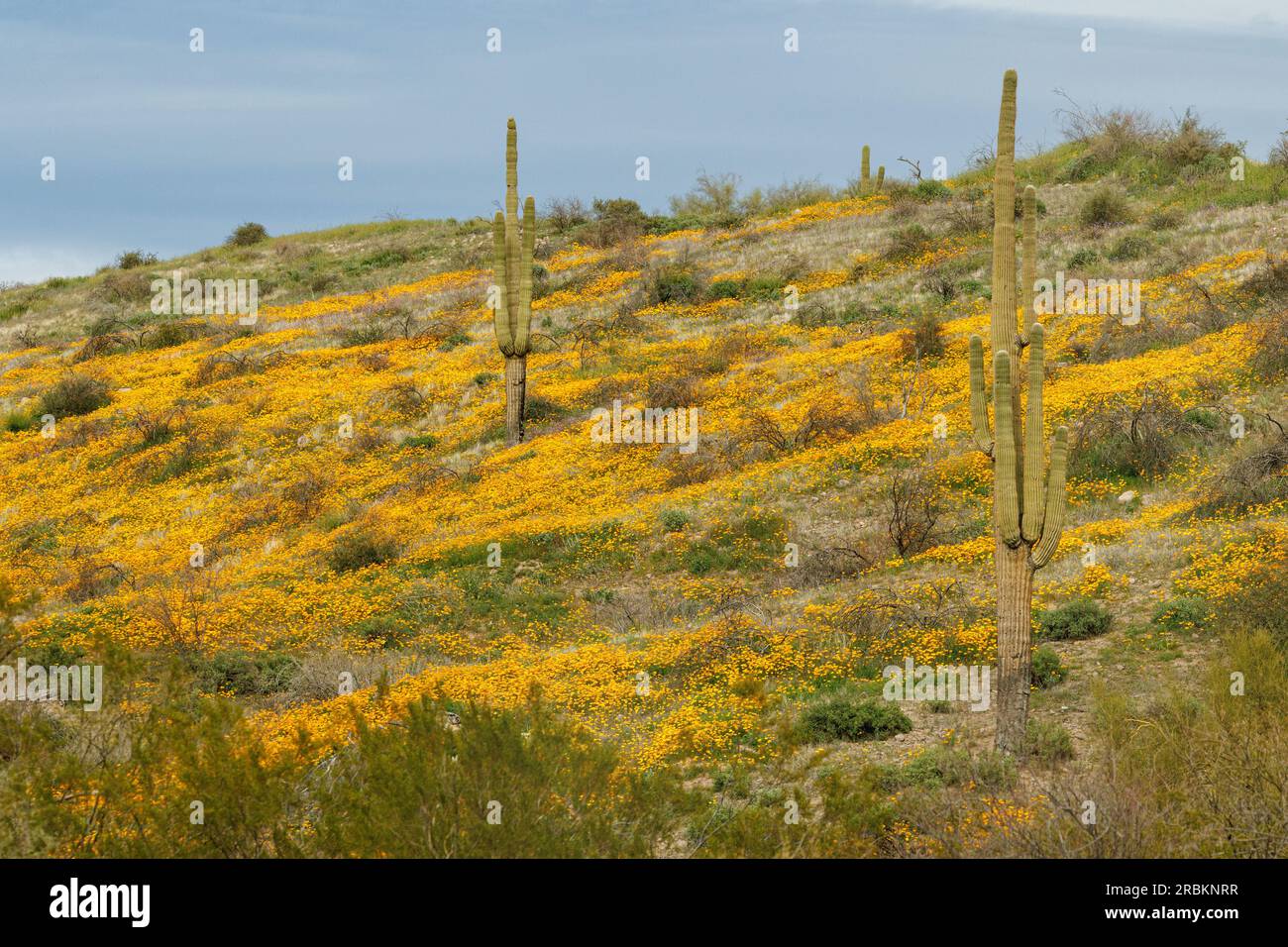 Coquelicot californien, coquelicot californica de Californie, coquelicot doré (Eschscholzia californica), fleurissant avec Saguaros au printemps, USA, Arizona, Phoenix Banque D'Images