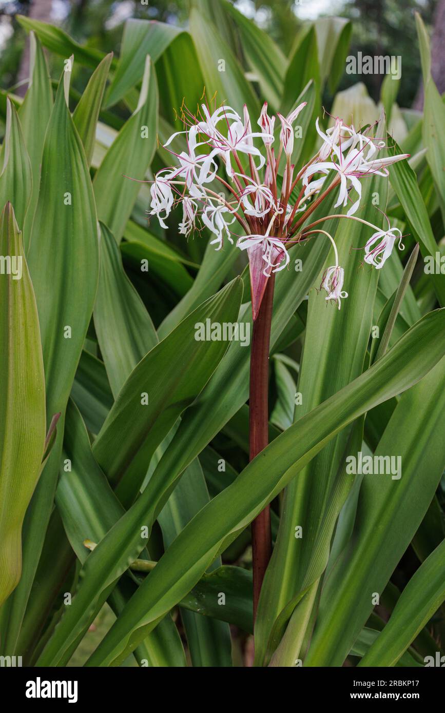 Swamplily, Swamp Lily, Stringlily, String Lily, Seven Sisters (Crinum americanum), floraison, États-Unis, Hawaï, Maui, Kihei Banque D'Images