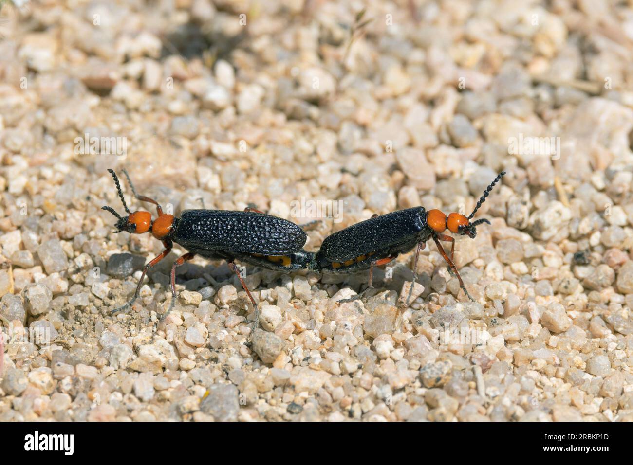 Desert blister Beetle, master blister Beetle (Lytta magister), accouplement, vue de côté, États-Unis, Arizona, Pinnacle Peak, Scottsdale Banque D'Images