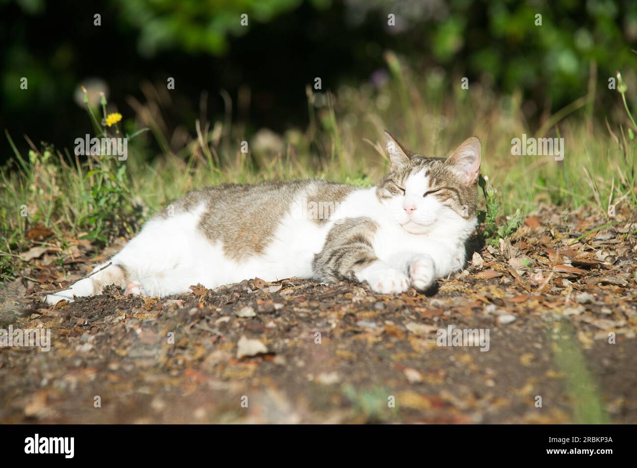 Chat souriant, dormant dans le jardin Banque D'Images