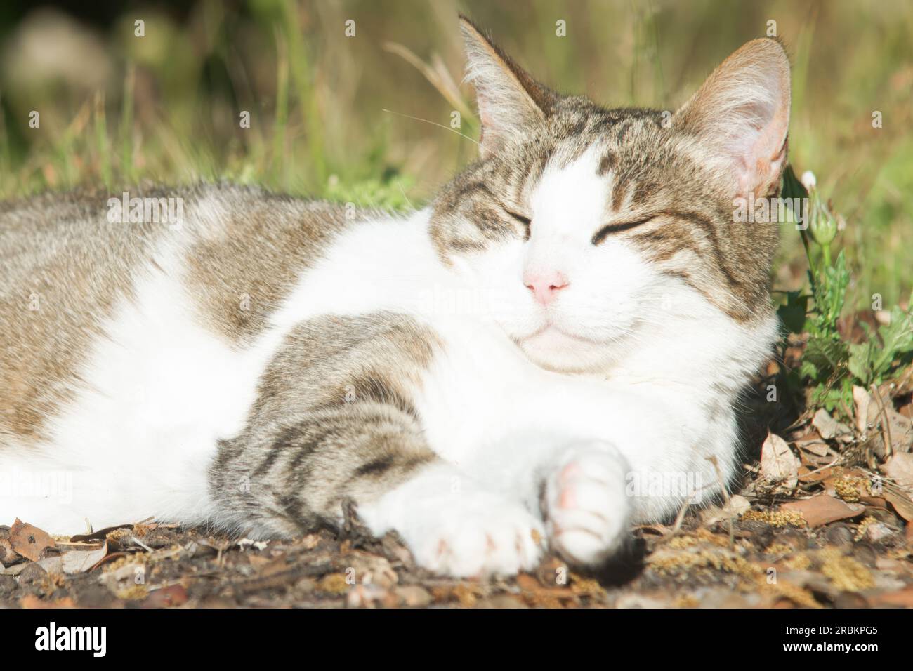 Chat souriant, dormant dans le jardin Banque D'Images