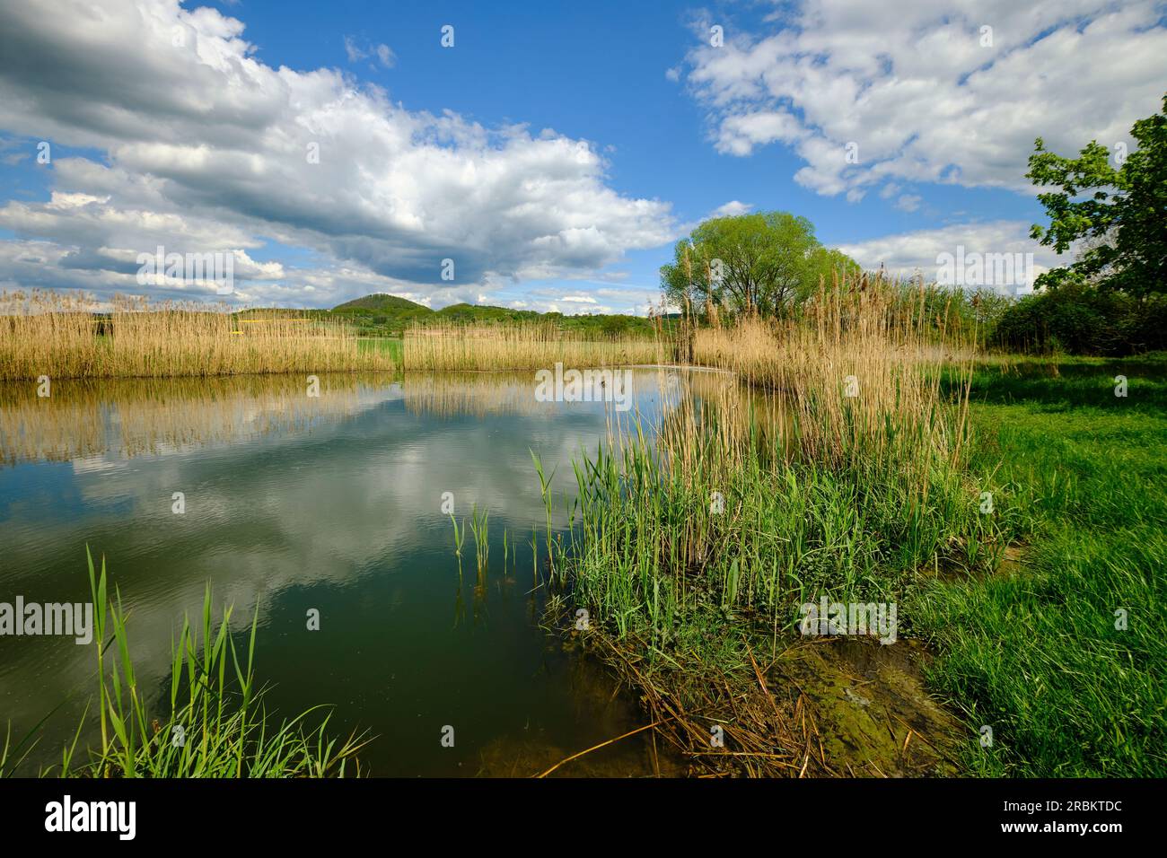Le Lautensee dans la réserve naturelle de Mainaue près d'Augsfeld, ville de Hassfurt, district de Hassberge, Basse-Franconie, Franconie, Bavière, Allemagne Banque D'Images
