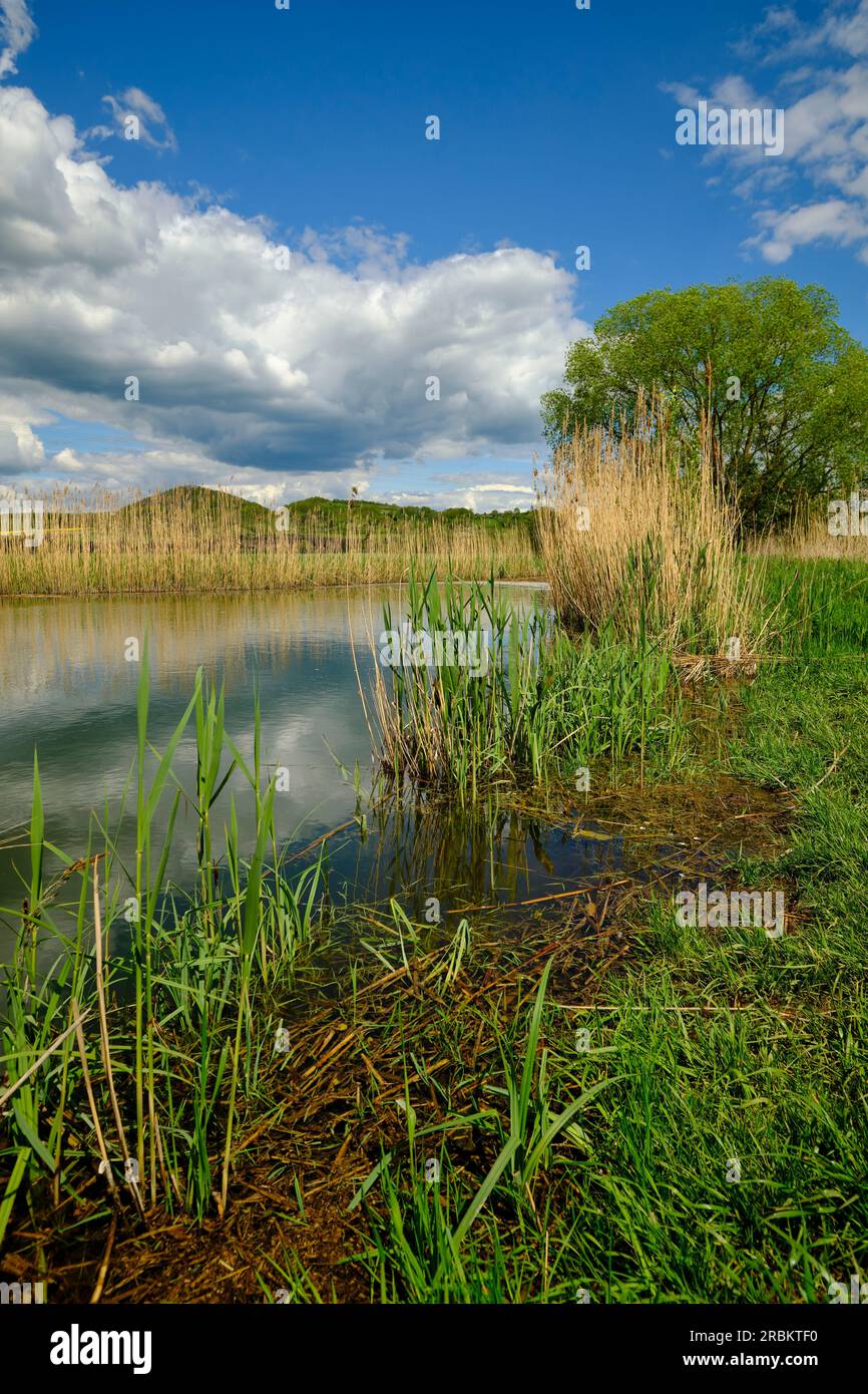 Le Lautensee dans la réserve naturelle de Mainaue près d'Augsfeld, ville de Hassfurt, district de Hassberge, Basse-Franconie, Franconie, Bavière, Allemagne Banque D'Images