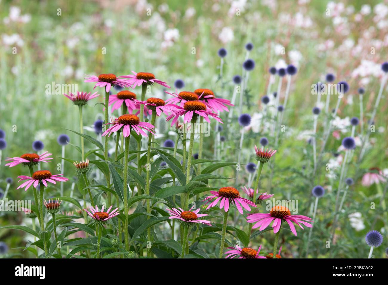 Echinacea purpurea et Echinops. Fleurs de coneflowers et de chardon Globe dans un jardin anglais Banque D'Images