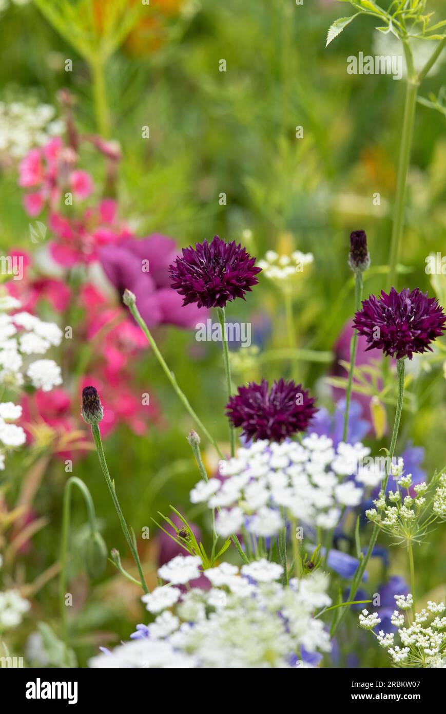 Centaurea cyanus. Prairie de bleuet Banque D'Images