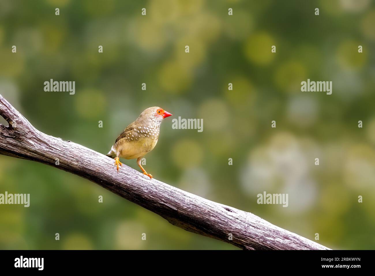 L'étoile femelle finch, du finch à face rouge, Bathilda ruficauda, un petit oiseau mangeur de graines du nord de l'Australie. Banque D'Images