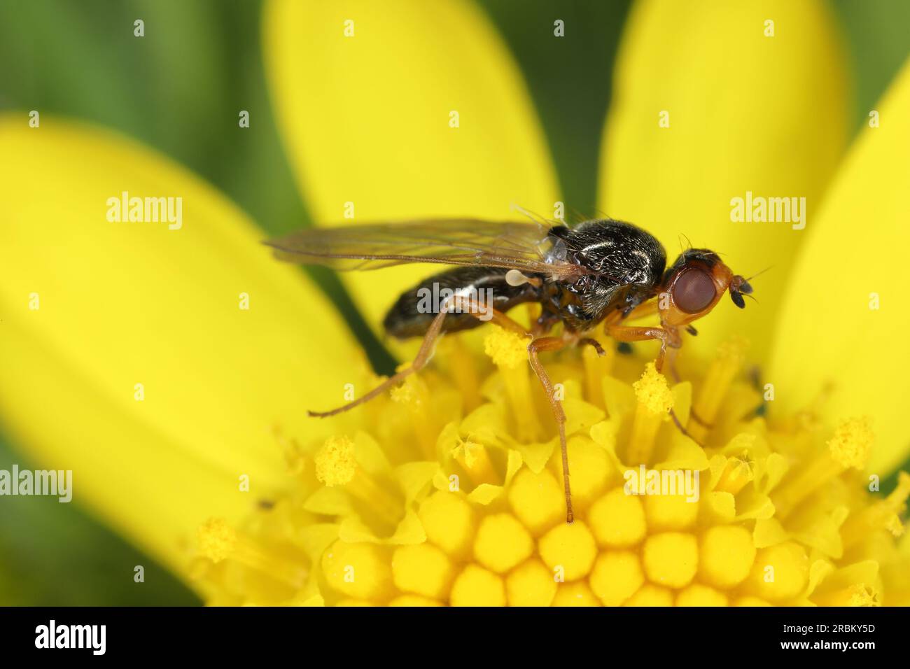 Mouche racine de carotte, Chamaepsila rosae appelée aussi Psila rosa. Adulte insecte qui se nourrit de pollen de fleur. Vue latérale. Banque D'Images