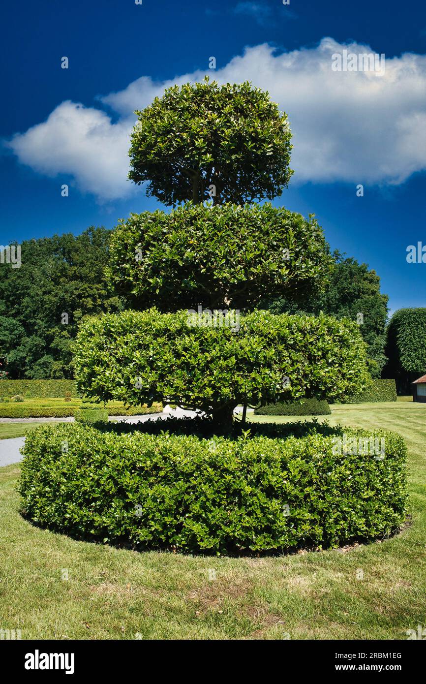 Topiaire : un houx, taillé en gradins, dans le jardin formel du château Menkemaborg, Uithuizen, pays-Bas Banque D'Images