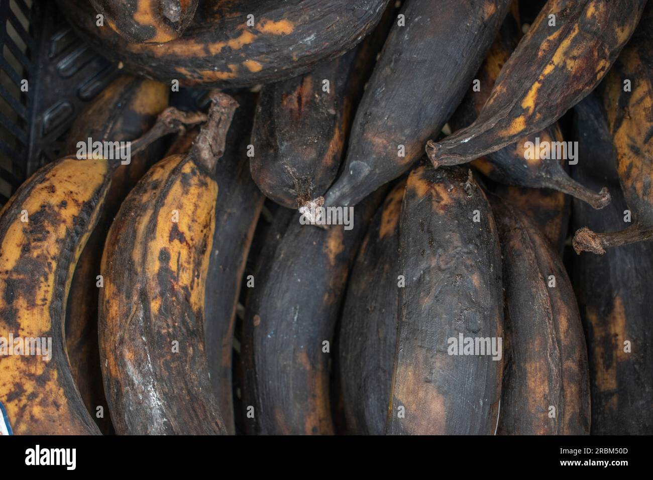 Une photo rapprochée de bananes anciennes et trop mûres exposées dans un magasin de détail, mettant en évidence leur texture douce et leurs taches brunes. Banque D'Images