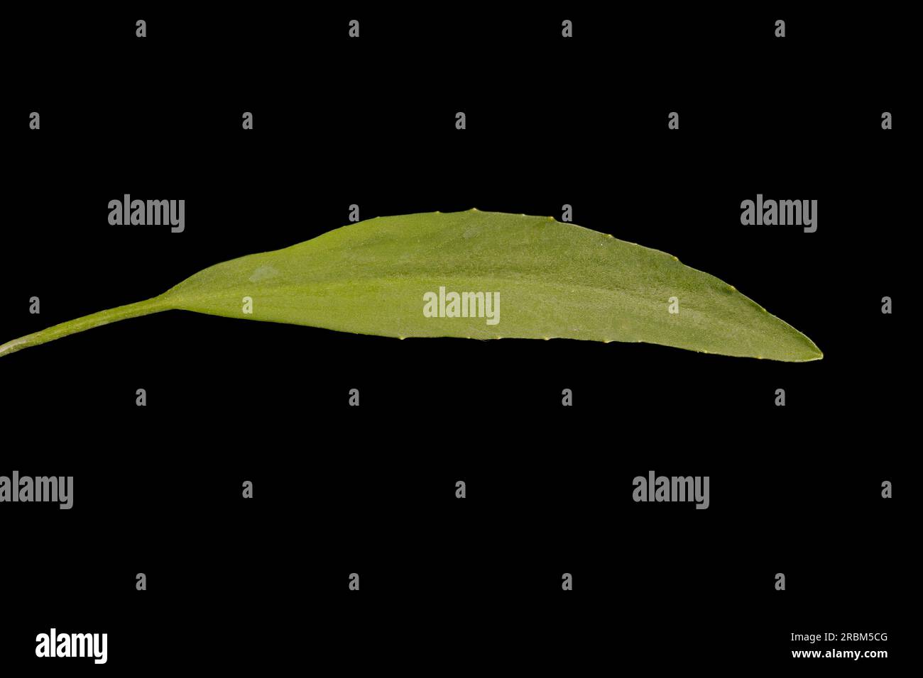Petite leurpe (Ranunculus flammula). Gros plan des feuilles basales Banque D'Images