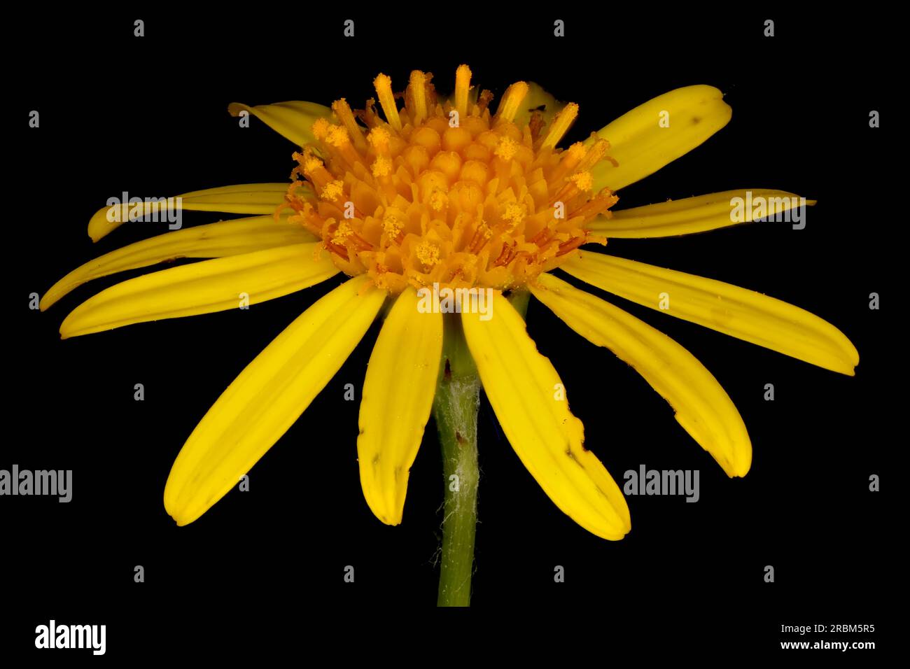 Ragwort commun (Jacobaea vulgaris). Closeup capitulum floral Banque D'Images